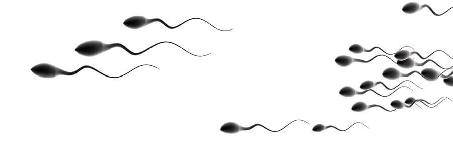 composition du sperme